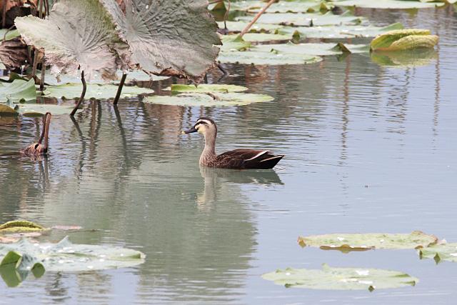 Mountain Hardwear山浩800蓬超輕防水羽絨服,親身測評使用感受