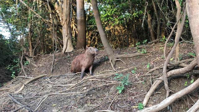 深入玻利維亞亞馬遜雨林3天2夜冒險記