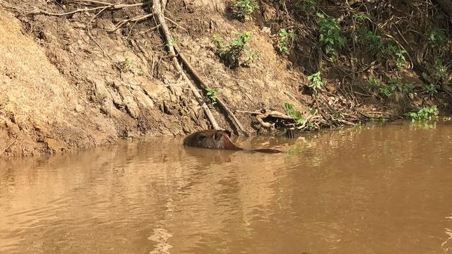 深入玻利維亞亞馬遜雨林3天2夜冒險記