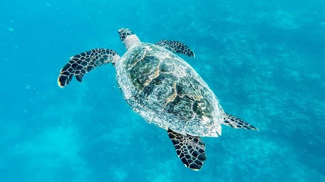 10分鐘帶你登上馬爾代夫無(wú)人島與海龜共游，居民島一日浮潛攻略