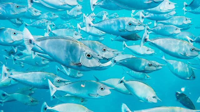 10分鐘帶你登上馬爾代夫無(wú)人島與海龜共游，居民島一日浮潛攻略