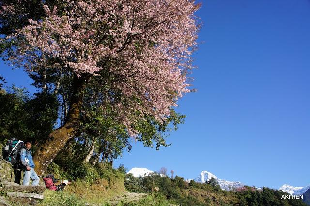 自助徒步尼泊爾,安納普爾納Annapurna小環(huán)線