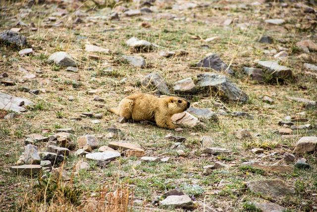 岡仁波齊轉山攻略，我在海拔5600米的雪山上徒步52公里