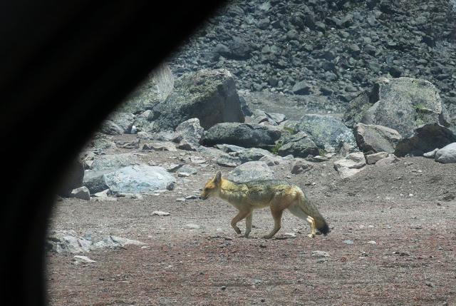 在南美洲厄瓜多爾欽博拉索火山上徒步，雪山比珠穆朗瑪峰要高