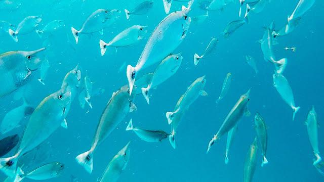 10分鐘帶你登上馬爾代夫無(wú)人島與海龜共游，居民島一日浮潛攻略