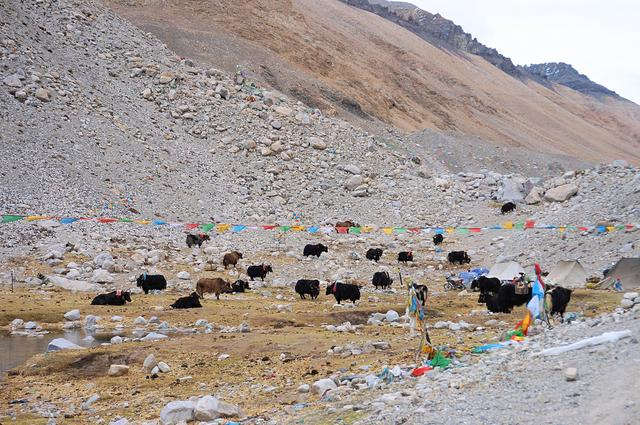 上不了珠峰,也要去珠峰大本營(yíng)一趟