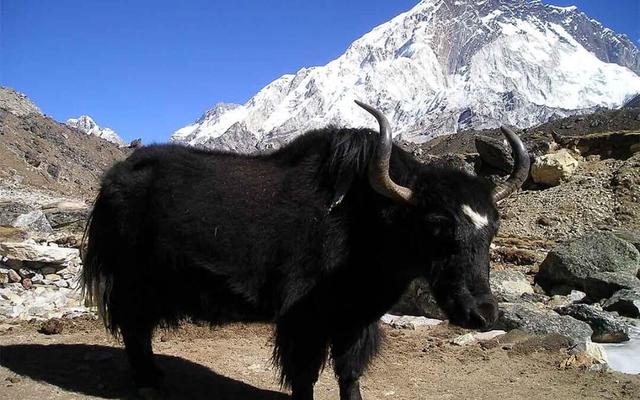 尼泊爾徒步多少錢？登山向導怎么找？看完這篇再出發