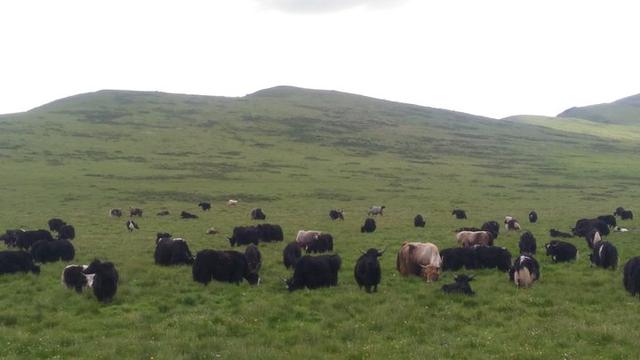 去甘南旅行度假,一路向西越遠越美的風景