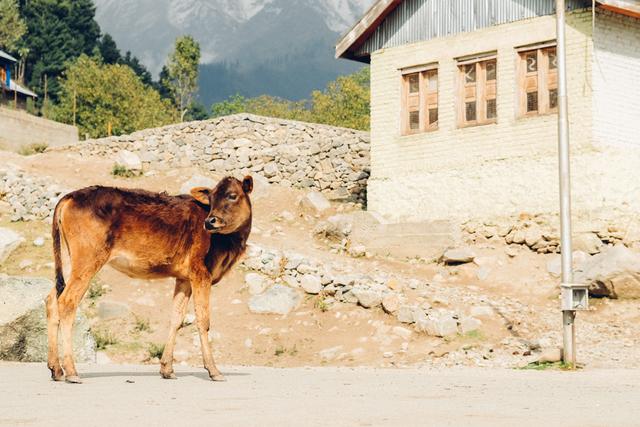 印度輕旅行,穿上Merrell戶外鞋探索未見過的地方