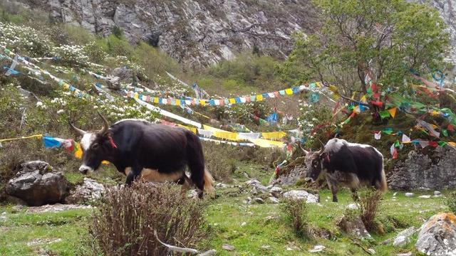 去甘南旅行度假,一路向西越遠越美的風景
