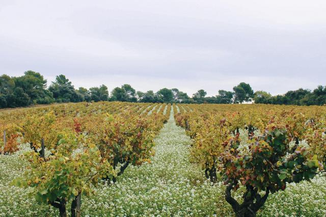 法國淡季怎么玩？去普羅旺斯旅行可以體會更多