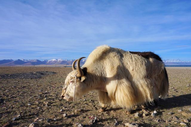 納木措,一個去西藏非去不可的地方