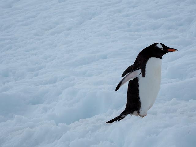 南極旅游攻略,需要攜帶的裝備推薦與注意事項