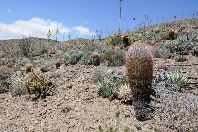 美國(guó)太平洋山脊國(guó)家步道,徒步走完4256公里山路