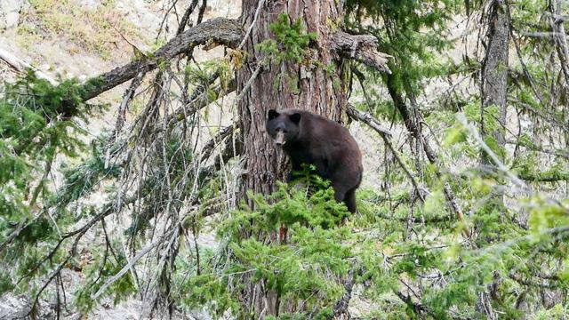 美國(guó)太平洋山脊國(guó)家步道,徒步走完4256公里山路