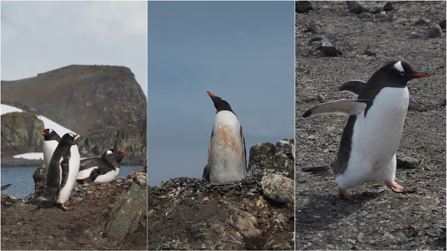 走近南極十日,南極的美或許也只有去過的人才能懂