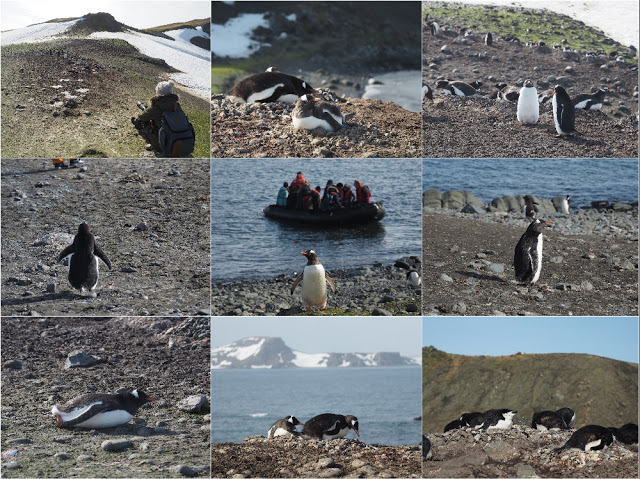 走近南極十日,南極的美或許也只有去過的人才能懂