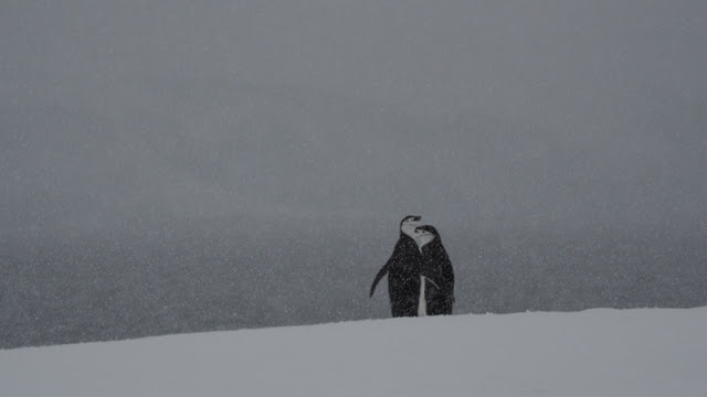 走近南極十日,南極的美或許也只有去過的人才能懂