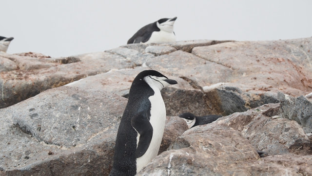 走近南極十日,南極的美或許也只有去過的人才能懂