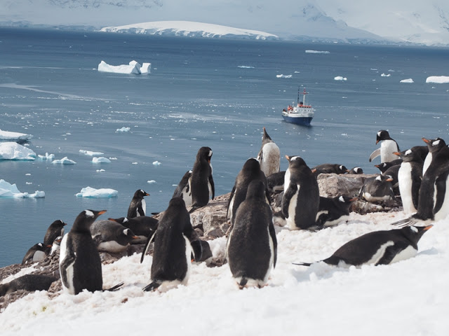 走近南極十日,南極的美或許也只有去過的人才能懂