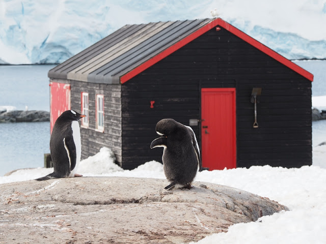 走近南極十日,南極的美或許也只有去過的人才能懂