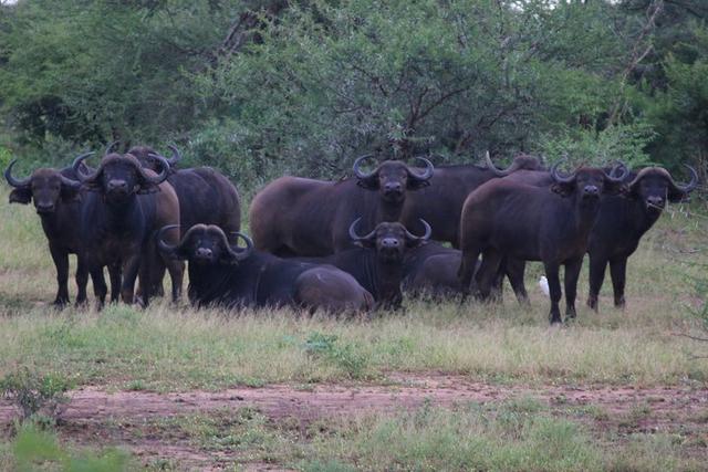 南非自駕游,在克魯格國家公園和非洲五霸親密接觸