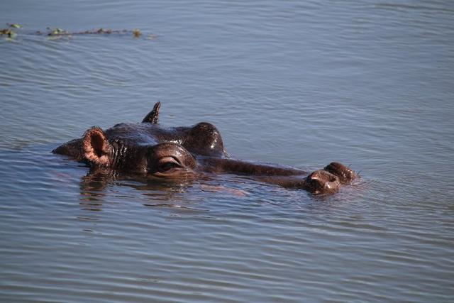 南非自駕游,在克魯格國家公園和非洲五霸親密接觸