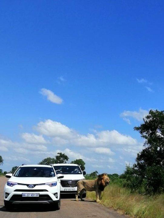 南非自駕游,在克魯格國家公園和非洲五霸親密接觸