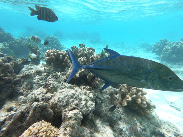 塞班島旅游景點推薦,十個塞班島必去的景點