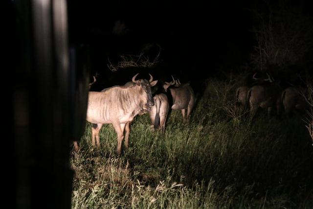 南非自駕游,在克魯格國家公園和非洲五霸親密接觸