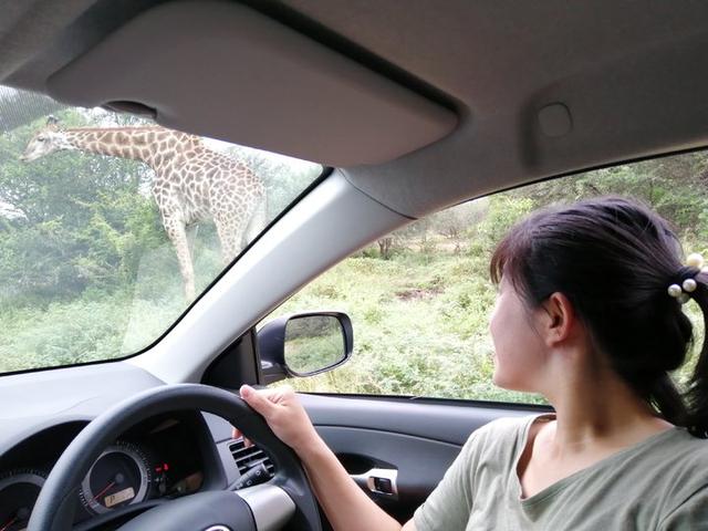 南非自駕游,在克魯格國家公園和非洲五霸親密接觸