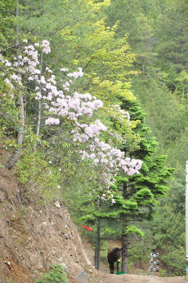 有個地方叫雨崩村,不去天堂就去雨崩徒步