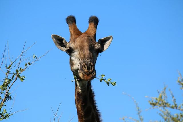 南非自駕游,在克魯格國家公園和非洲五霸親密接觸