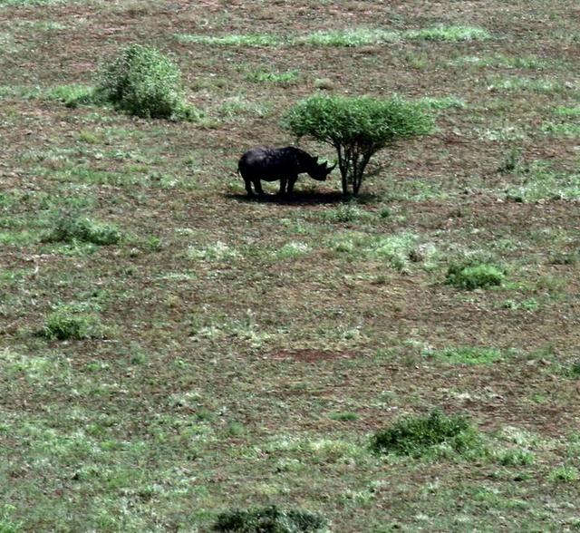 南非自駕游,在克魯格國家公園和非洲五霸親密接觸