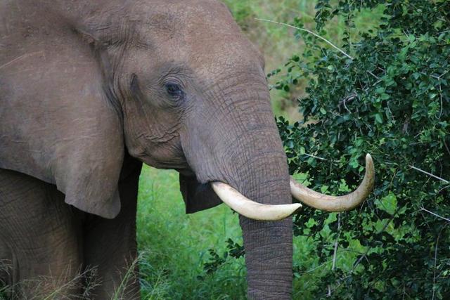 南非自駕游,在克魯格國家公園和非洲五霸親密接觸