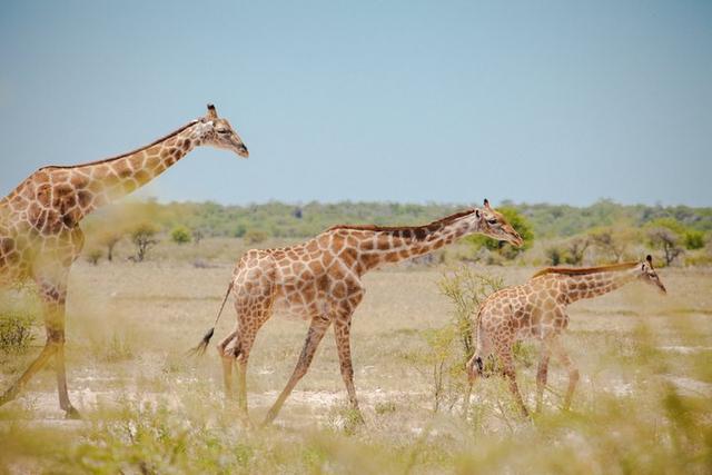 納米比亞自由行,一人一車獨自自駕24天