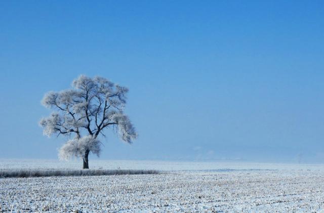 霧淞島,此生看過最美的雪景