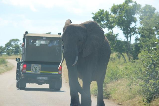 南非自駕游,在克魯格國家公園和非洲五霸親密接觸