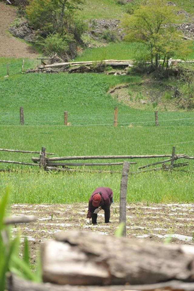 有個地方叫雨崩村,不去天堂就去雨崩徒步
