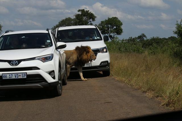 南非自駕游,在克魯格國家公園和非洲五霸親密接觸