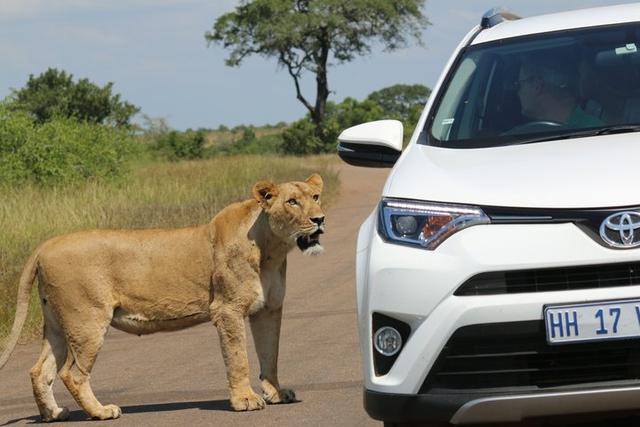 南非自駕游,在克魯格國家公園和非洲五霸親密接觸