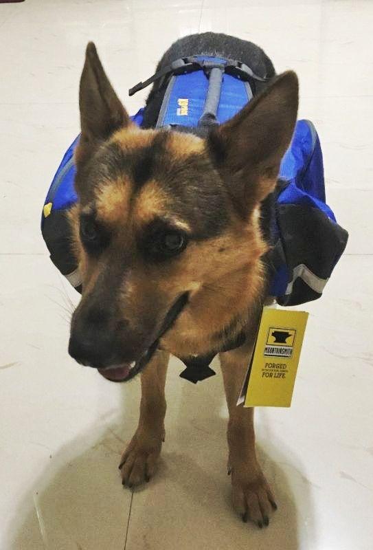 帶著狗狗去戶外,一人一狗的美好山林之旅