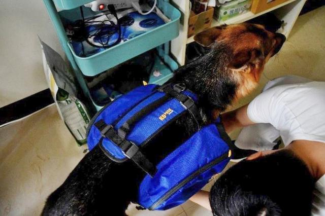 帶著狗狗去戶外,一人一狗的美好山林之旅