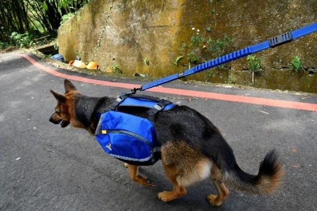 帶著狗狗去戶外,一人一狗的美好山林之旅