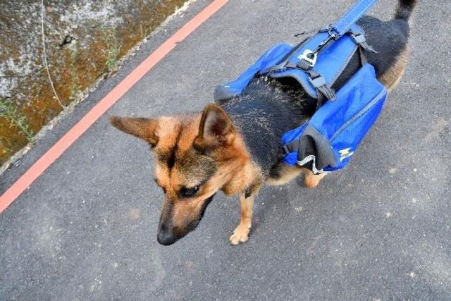 帶著狗狗去戶外,一人一狗的美好山林之旅