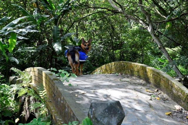 帶著狗狗去戶外,一人一狗的美好山林之旅