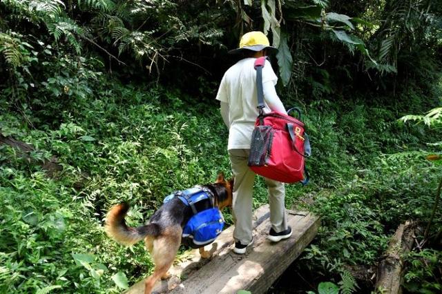 帶著狗狗去戶外,一人一狗的美好山林之旅