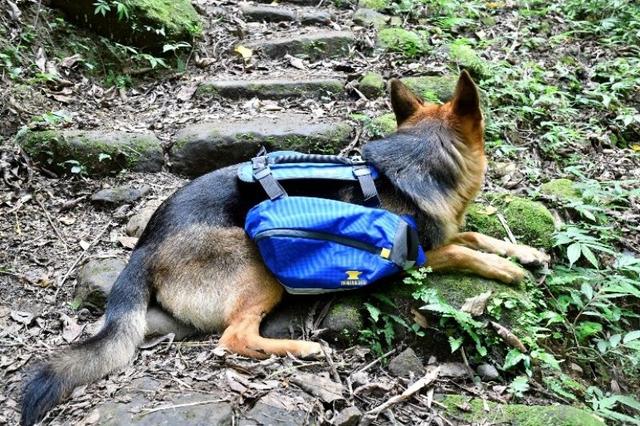 帶著狗狗去戶外,一人一狗的美好山林之旅