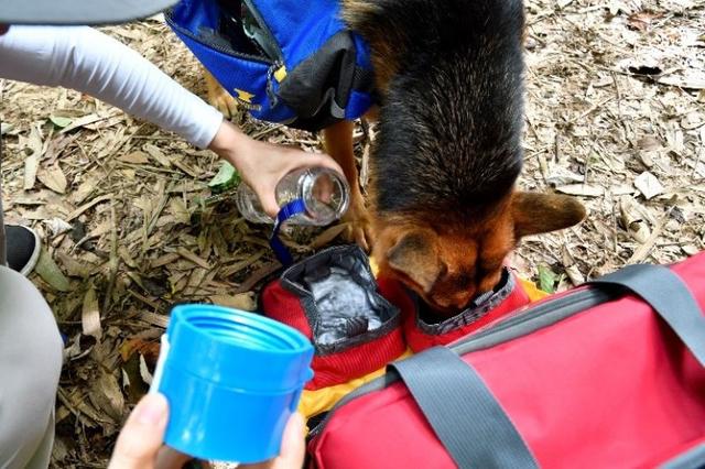 帶著狗狗去戶外,一人一狗的美好山林之旅