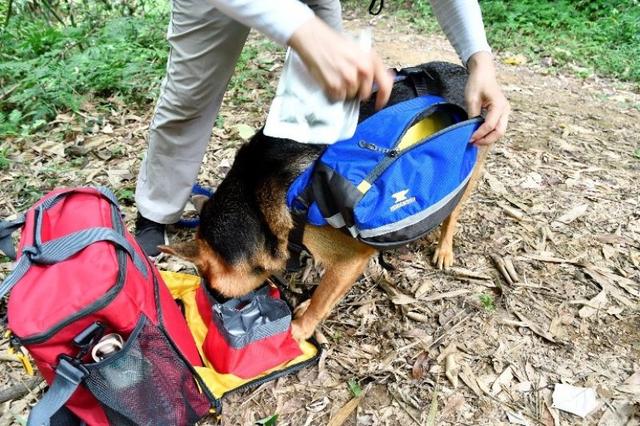 帶著狗狗去戶外,一人一狗的美好山林之旅